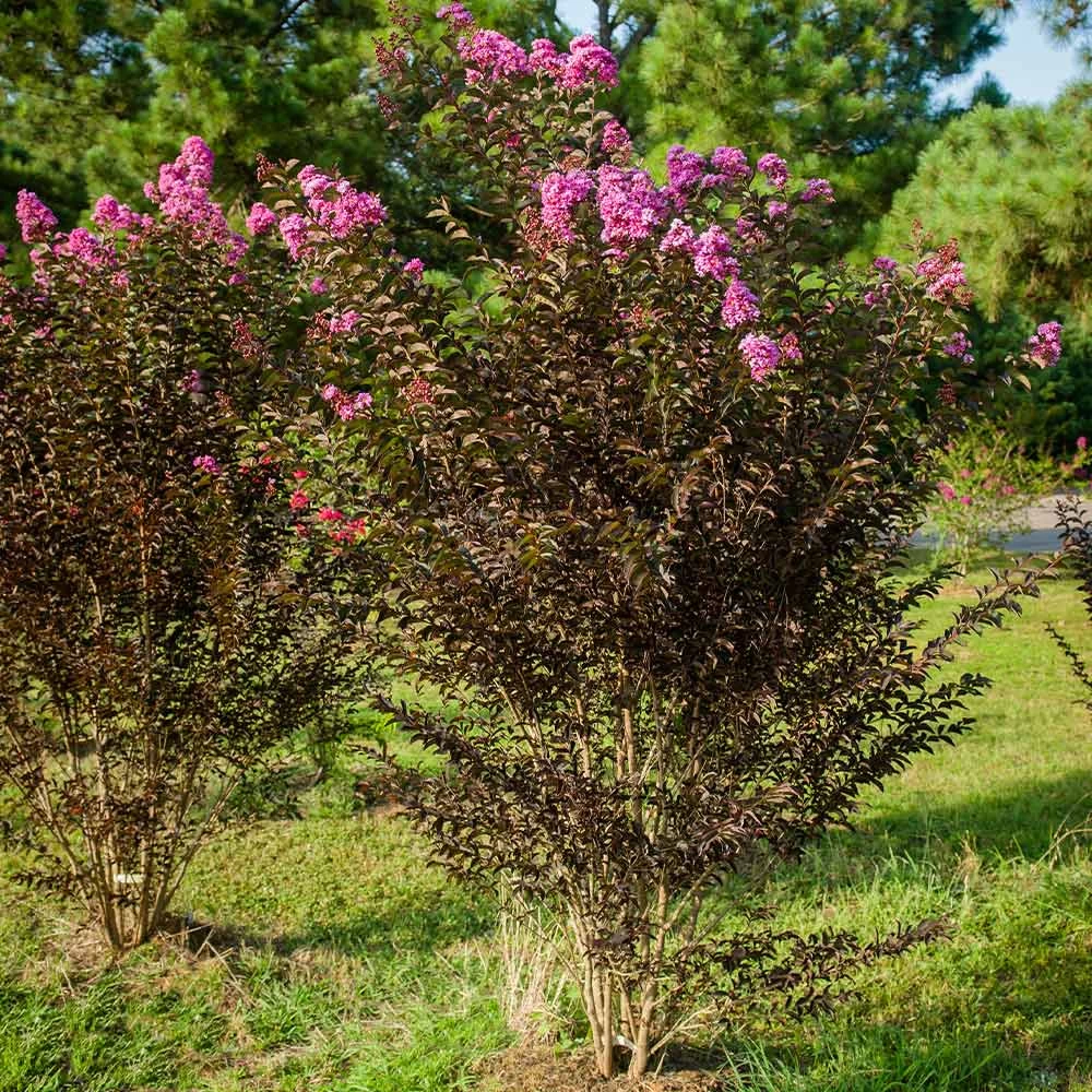 Black Diamond® Crape Myrtle - Purely Purple™ - Image 4