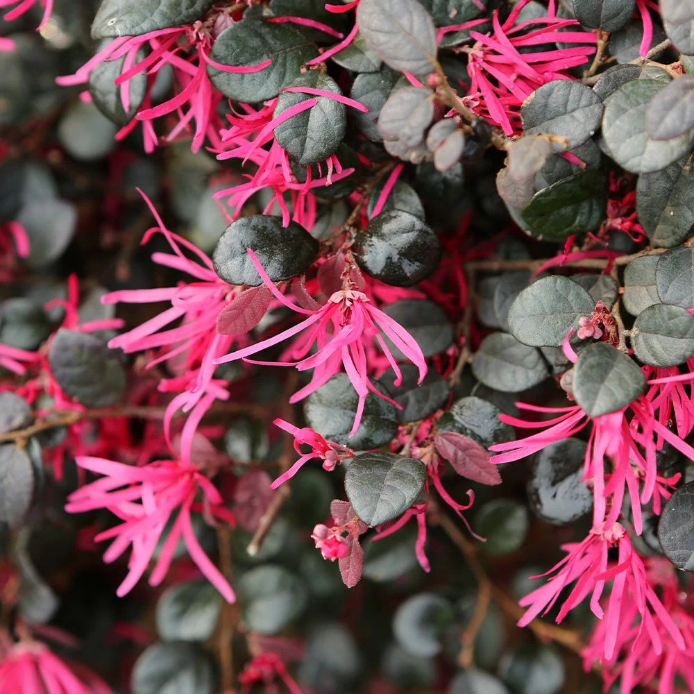 Purple Daydream® Dwarf Loropetalum - Image 3