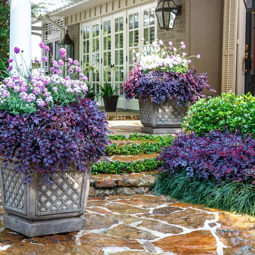 Purple Daydream® Dwarf Loropetalum - Image 2