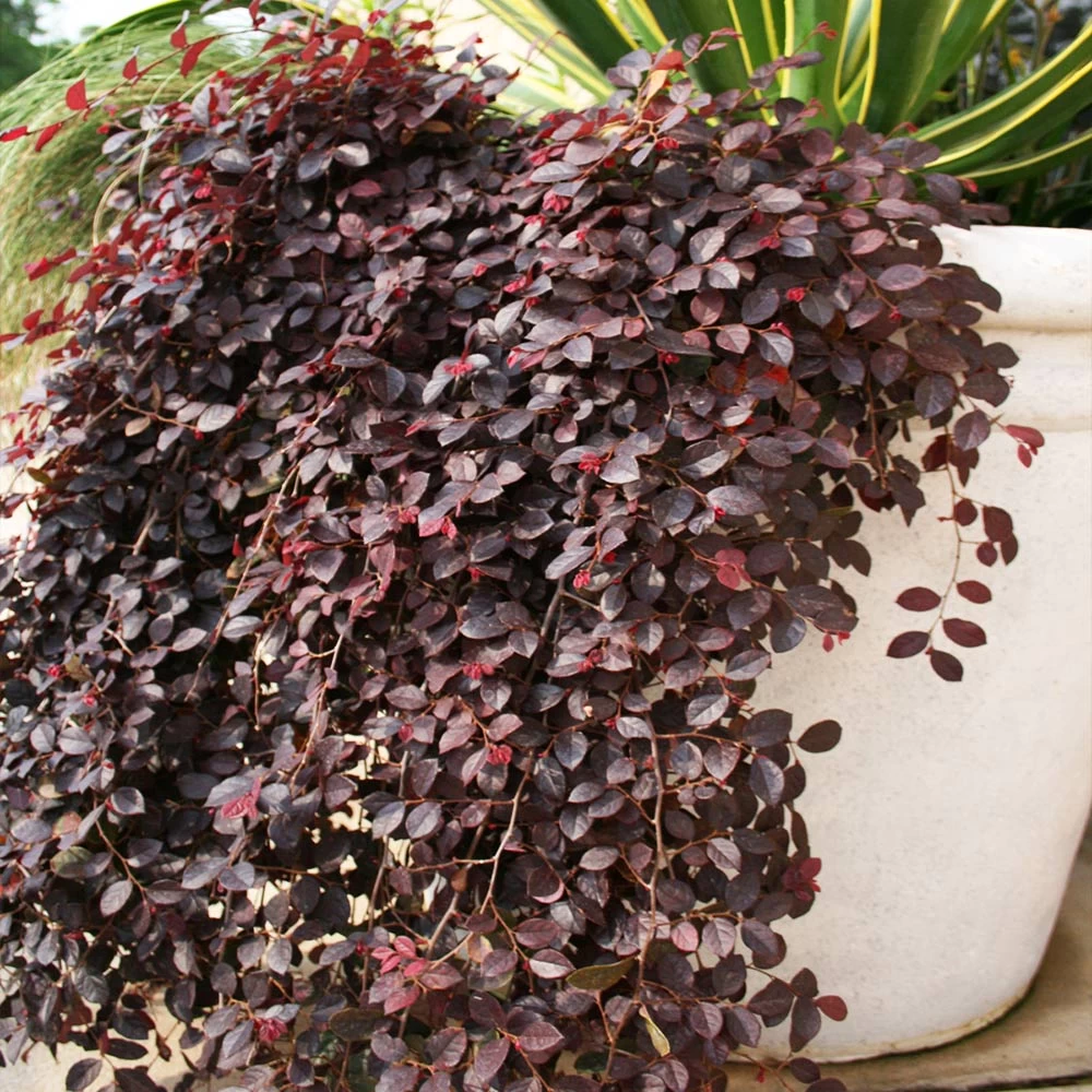 Purple Pixie® Dwarf Weeping Loropetalum - Image 2