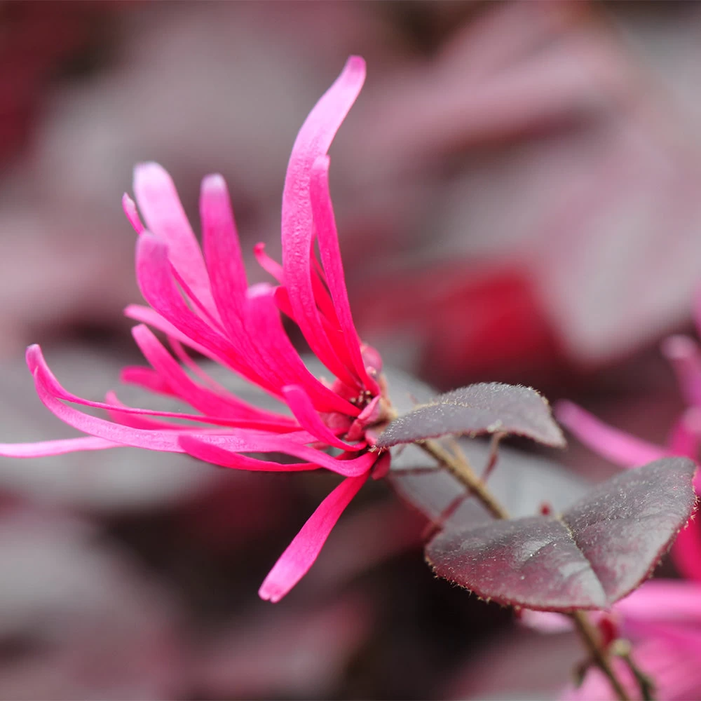 Purple Pixie® Dwarf Weeping Loropetalum - Image 4