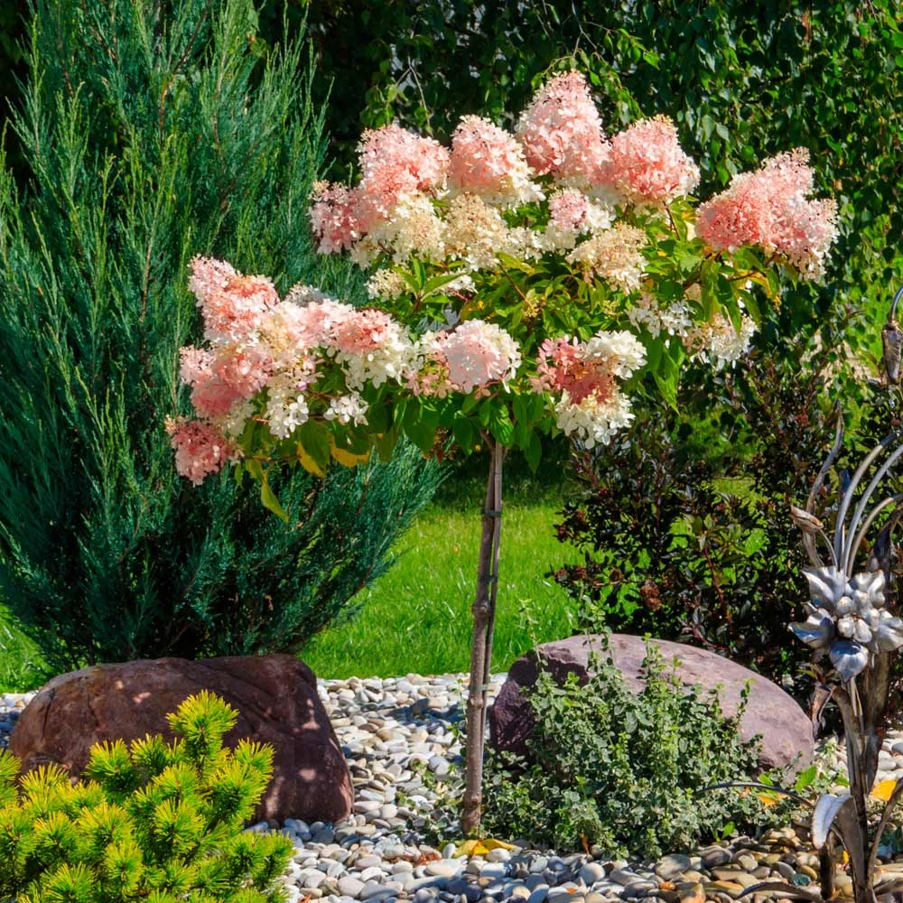 Quick FireĀ® Hydrangea Tree - Image 3
