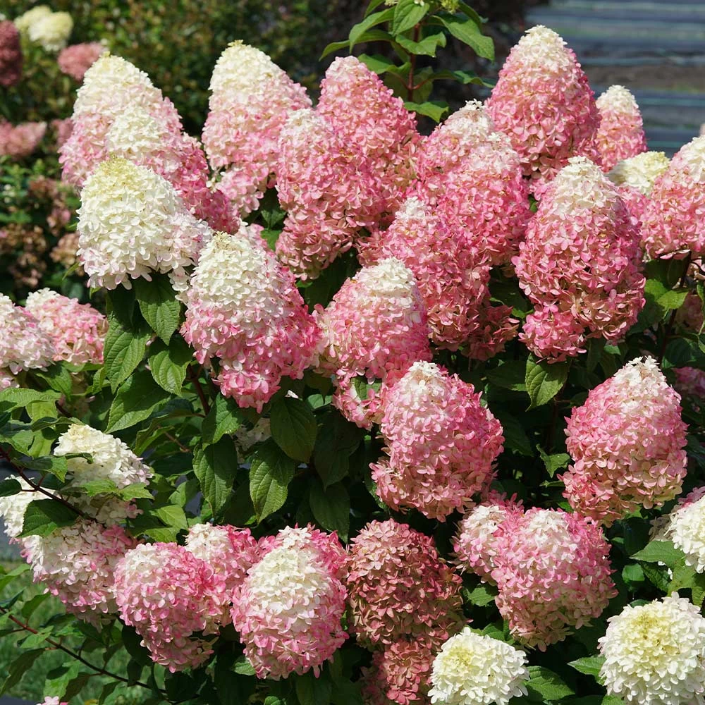 Quick FireĀ® Hydrangea Tree - Image 2