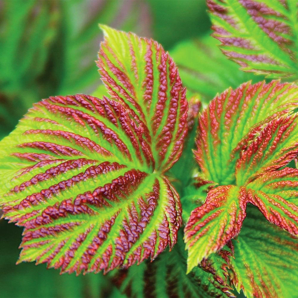 Bushel And Berry® Raspberry Shortcake® Bush - Image 3