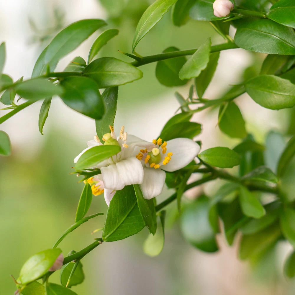 Red Finger Lime Tree - Image 3
