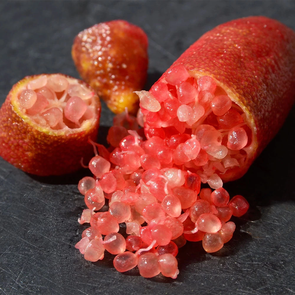 Red Finger Lime Tree - Image 2