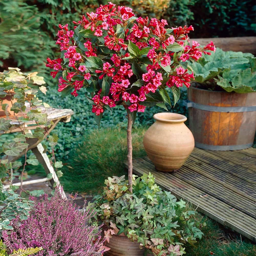 Red Prince Weigela Tree - Image 2