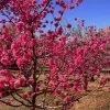 Red Baron Peach Tree