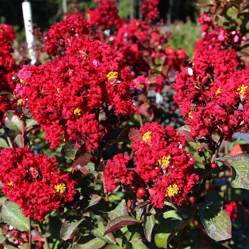Red Rocket Crape Myrtle - Image 3