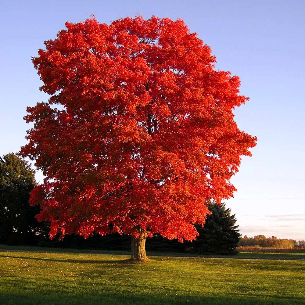 Red Sunset® Maple Tree - Image 2