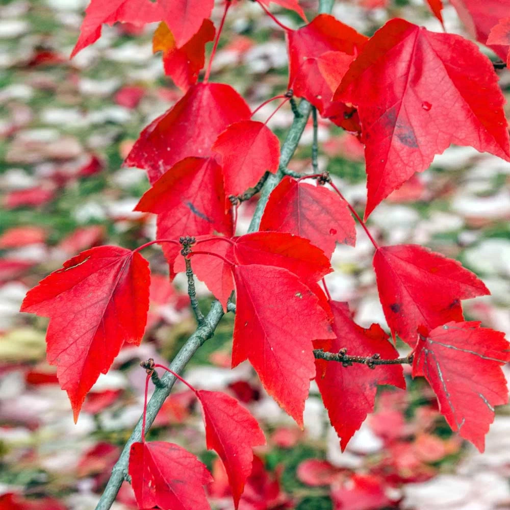 Red Sunset® Maple Tree - Image 3