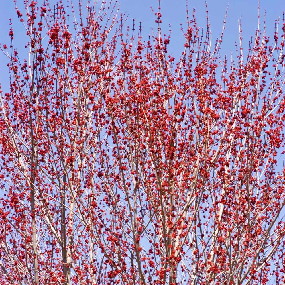 Red Sunset® Maple Tree - Image 4
