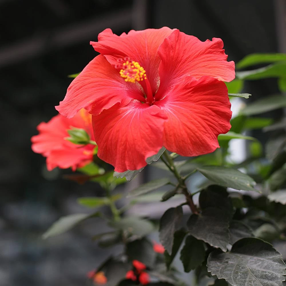 Red Tropical Hibiscus Tree - Image 3
