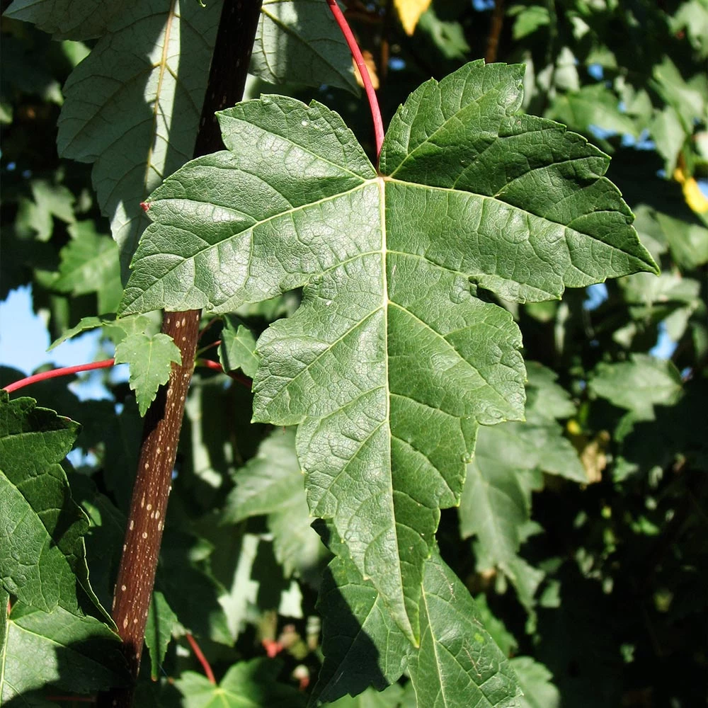 Redpointe® Maple - Image 5