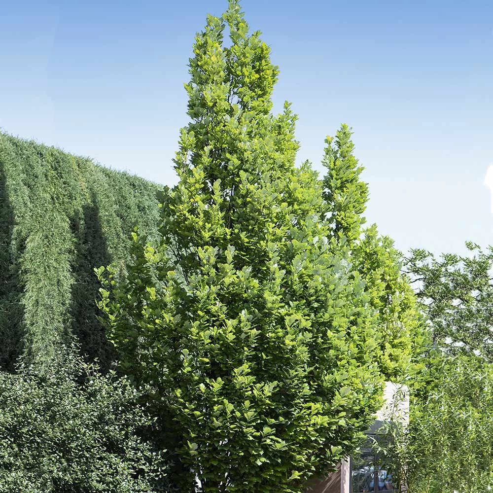 Regal Prince Oak Tree - Image 3