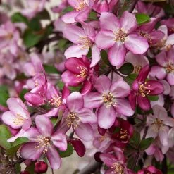 Robinson Crabapple Tree