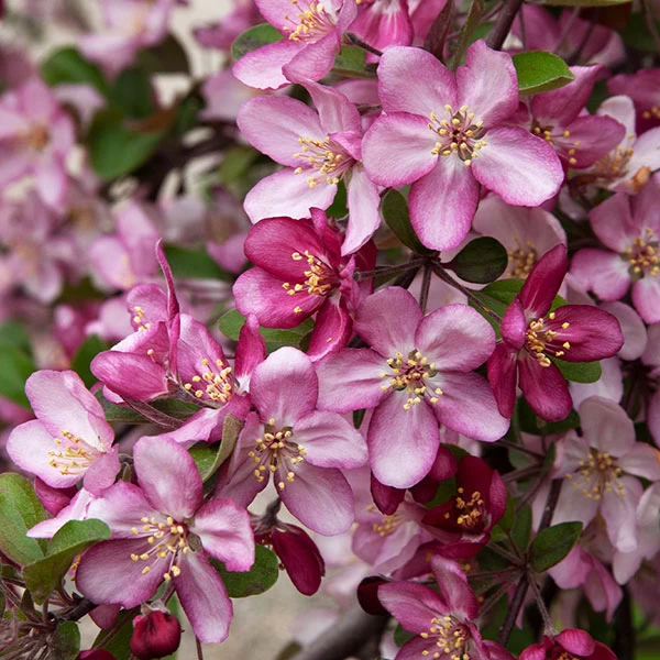 Robinson Crabapple Tree