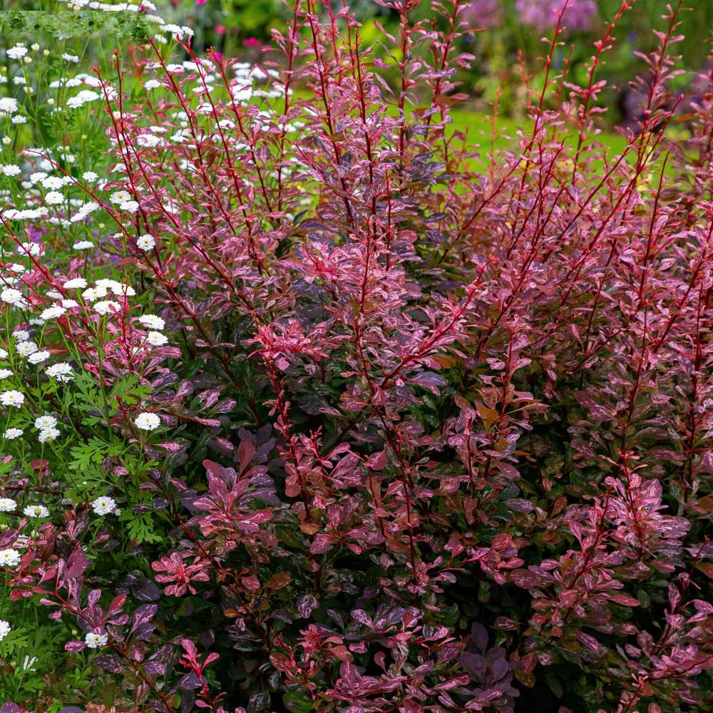 Rose Glow Barberry Shrub - Image 4