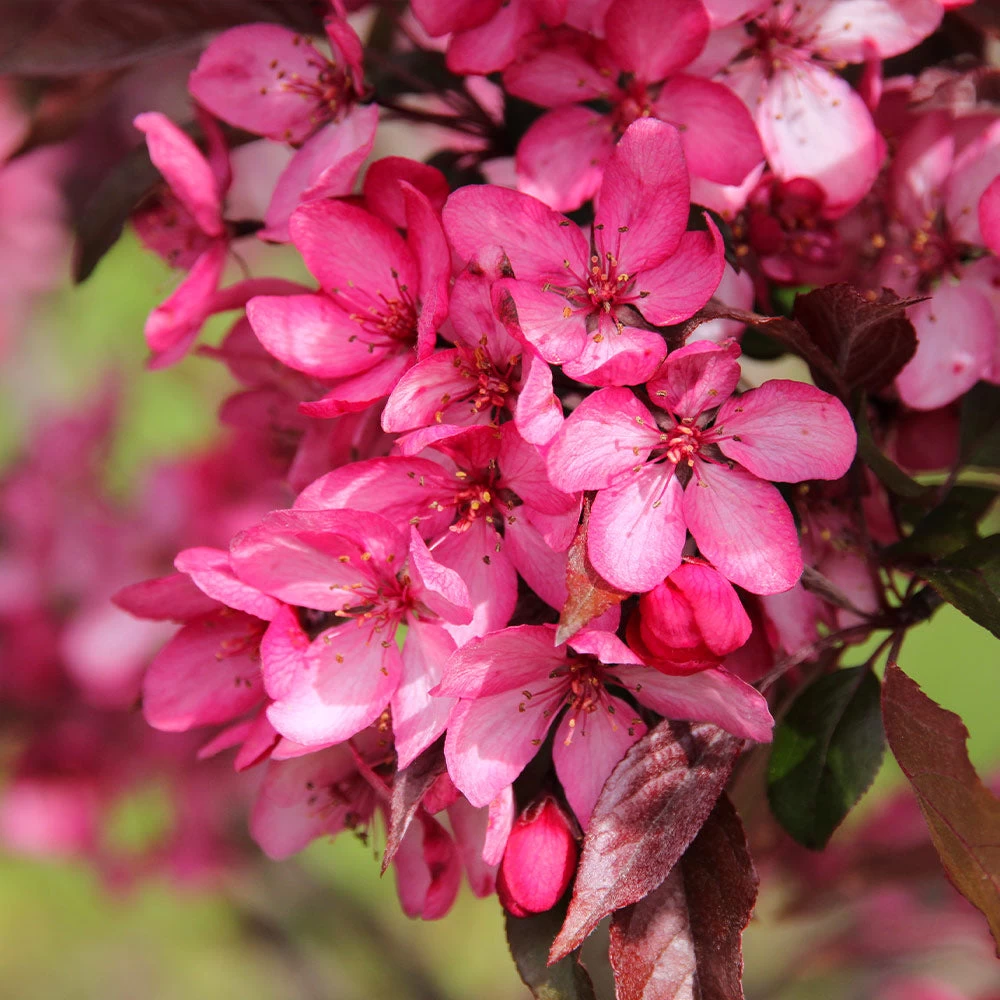Royal Raindrops® Crabapple Tree - Image 5
