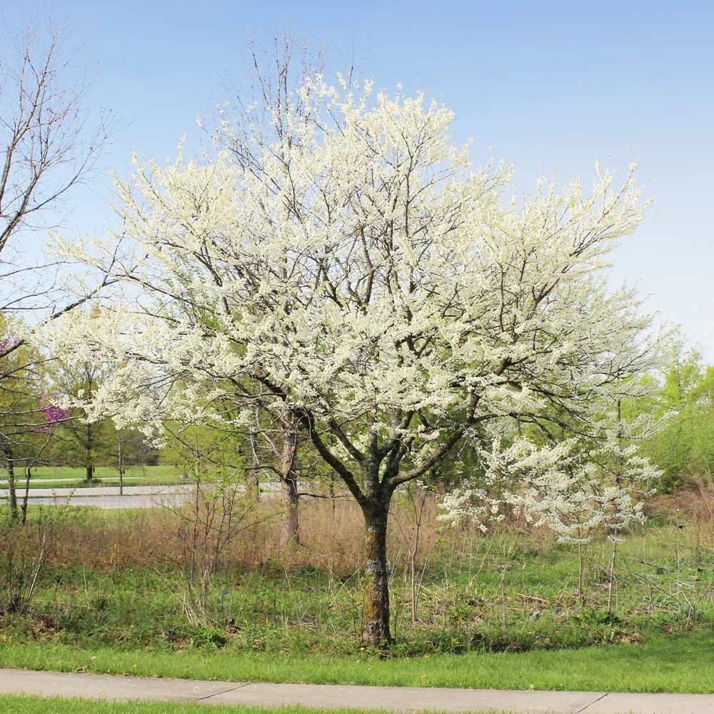Royal White Redbud Tree - Image 3