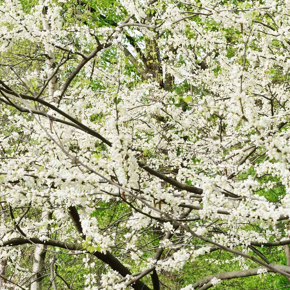 Royal White Redbud Tree - Image 4