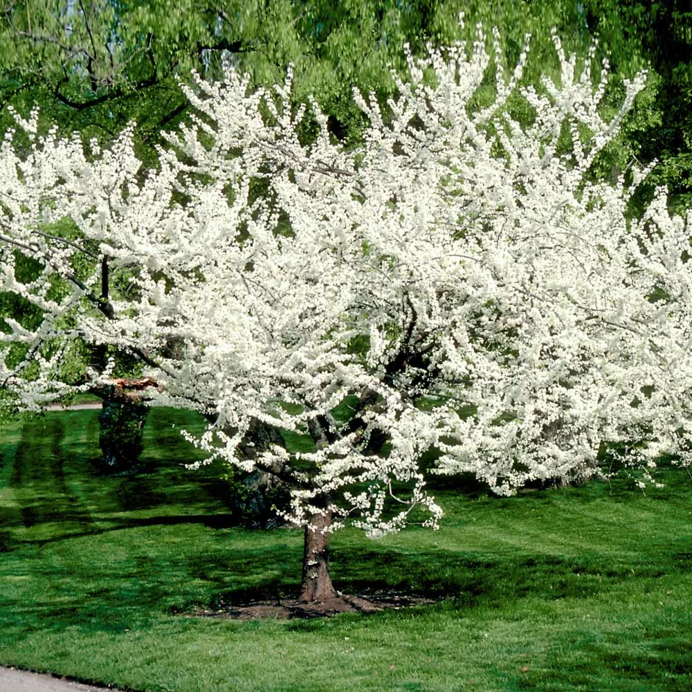 Royal White Redbud Tree - Image 2
