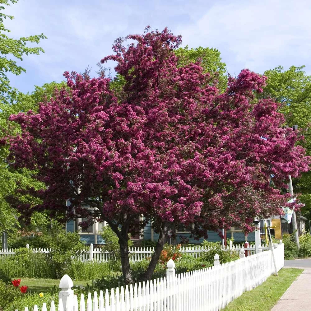 Royalty Crabapple Tree - Image 2