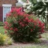 Ruby Prince™ Emerald Empire® Crape Myrtle Tree