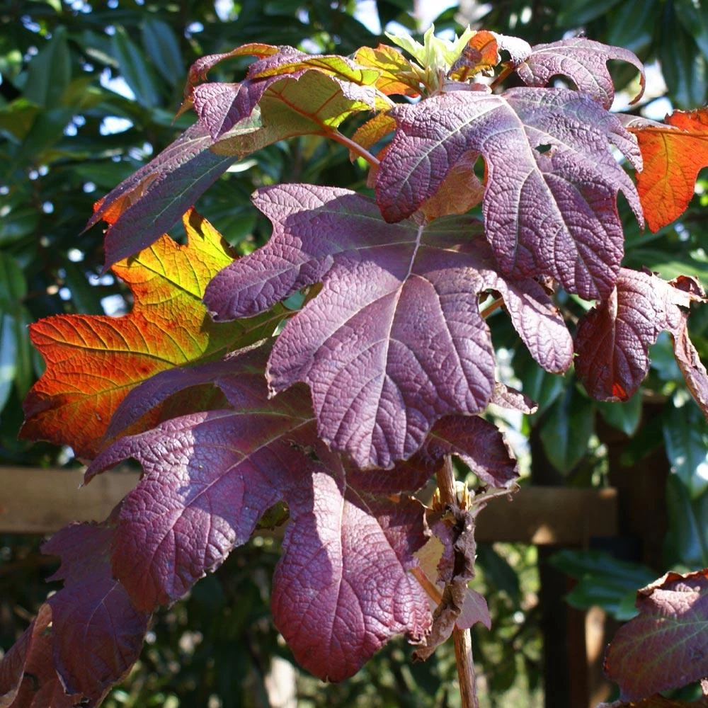 Ruby Slippers Hydrangea Shrub - Image 4