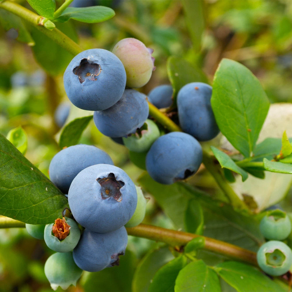 Sunshine Blue Blueberry Bush - Image 2