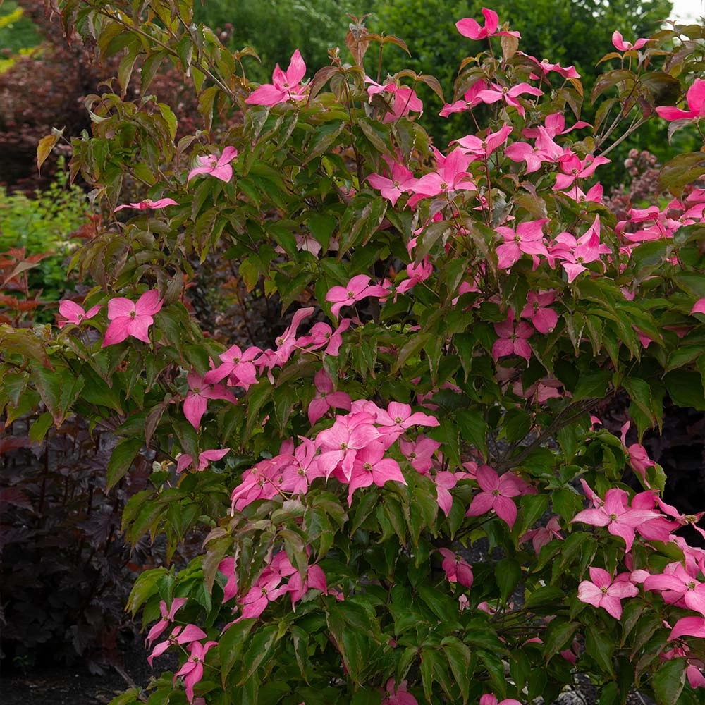 Scarlet Fire® Dogwood Tree - Image 3