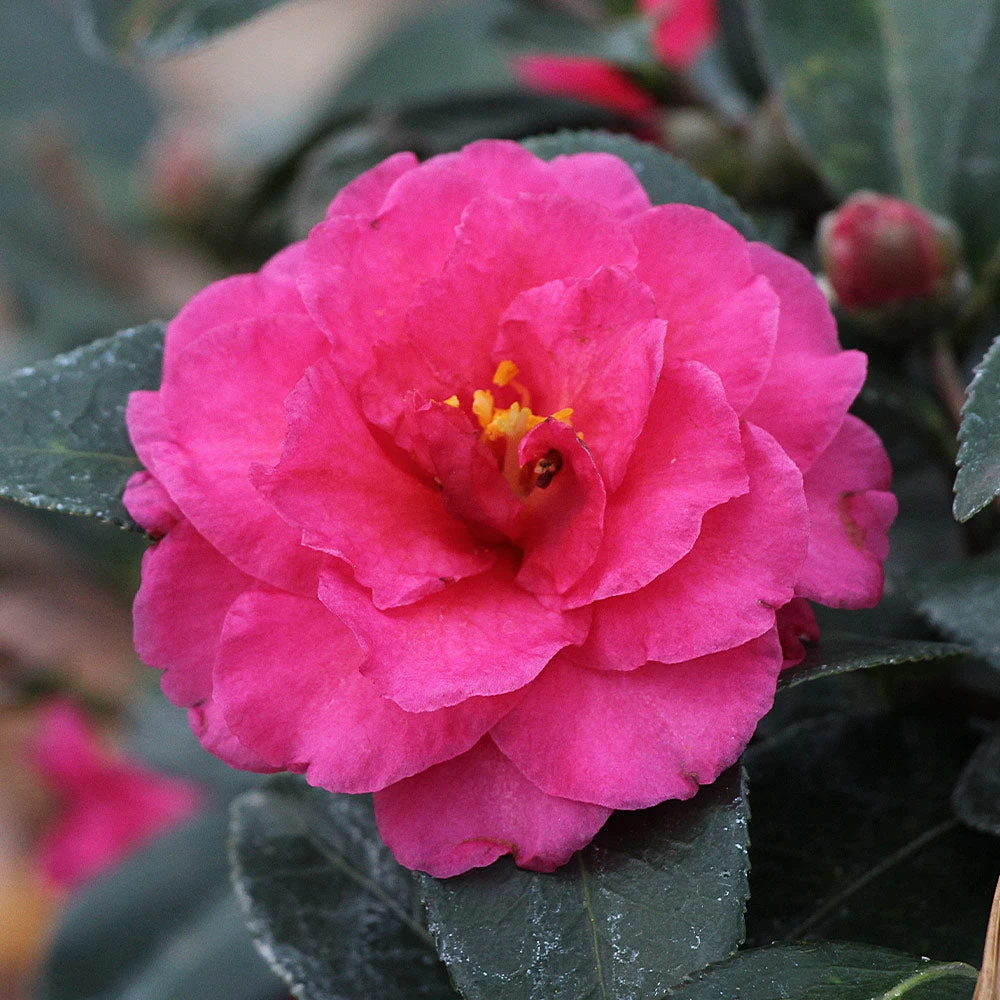 Camellia 'Shi-Shi Gashira' Shrub - Image 4