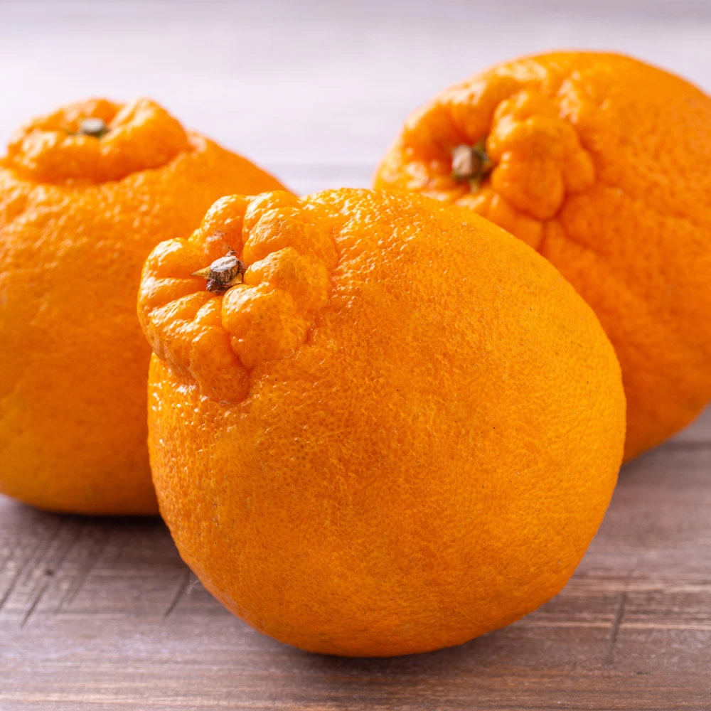 Shiranui Mandarin Tree - Image 3