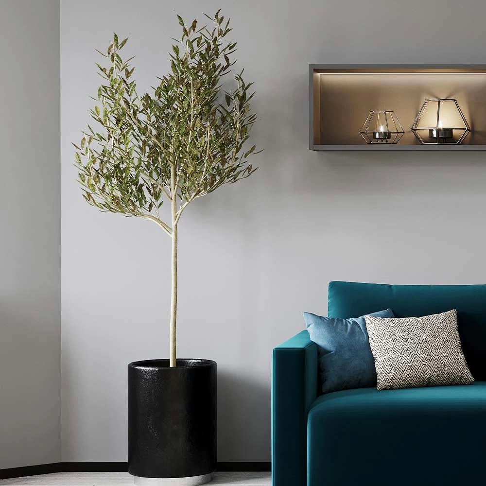 Sikitita Olive Tree - Image 3