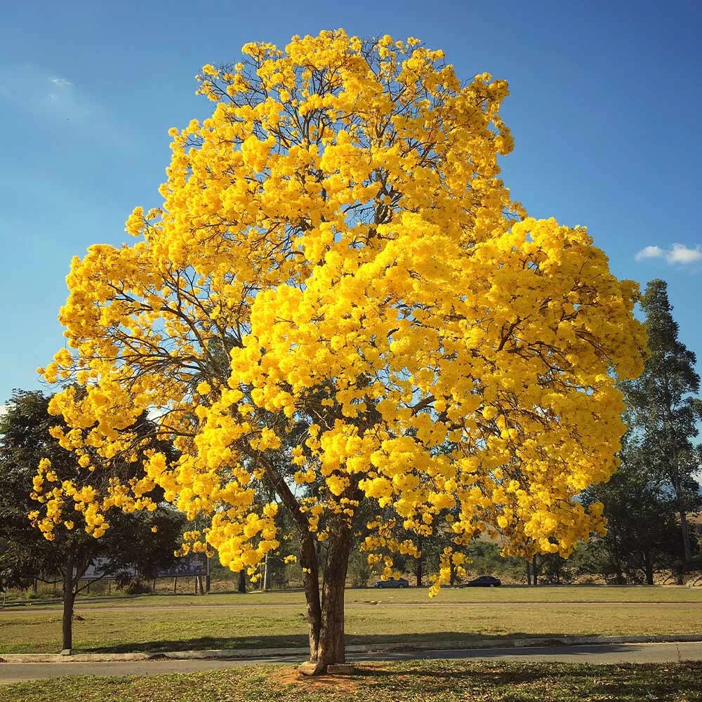 Yellow Trumpet Tree - Image 2