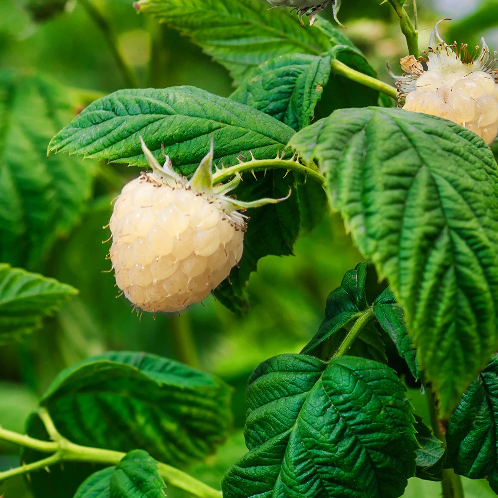 Snowbank White Blackberry Bush - Image 4