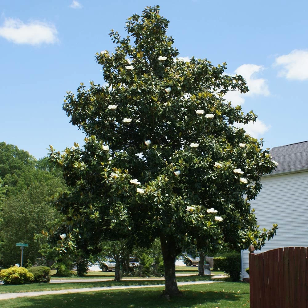 Southern Magnolia - Image 4