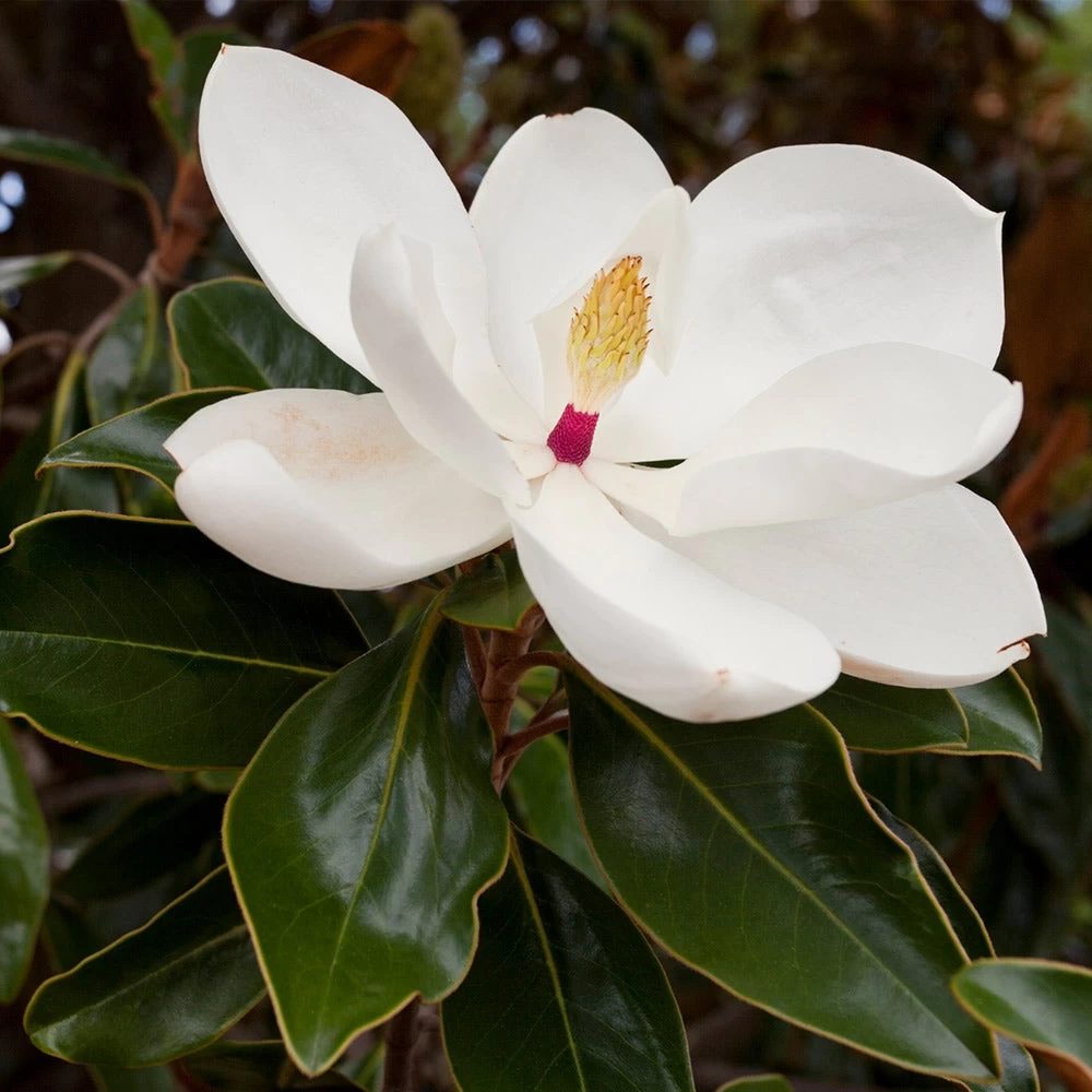 Southern Magnolia - Image 3