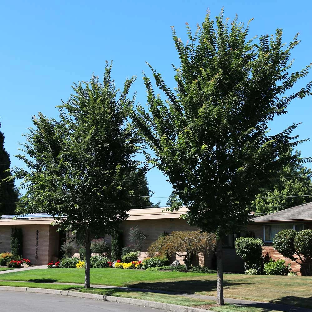 Emerald Sunshine® Elm Tree - Image 2