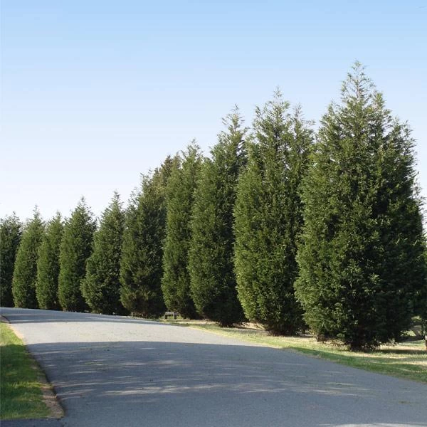 'Techny' Cold Hardy Thuja Tree