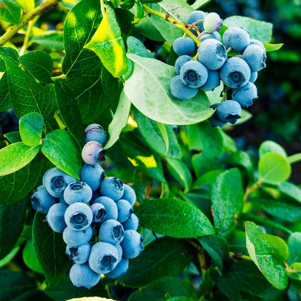 Tifblue Blueberry - USDA Organic - Image 3