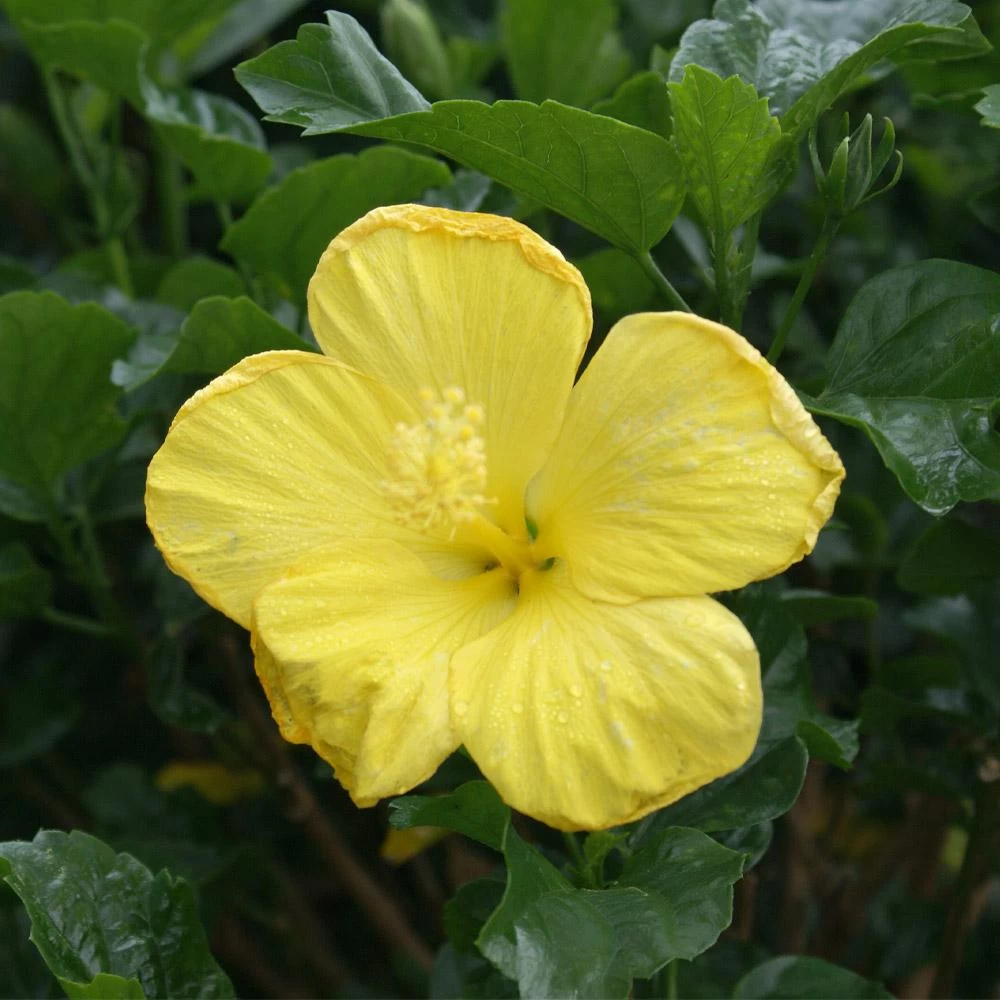 Yellow Tropical Hibiscus Tree - Image 3