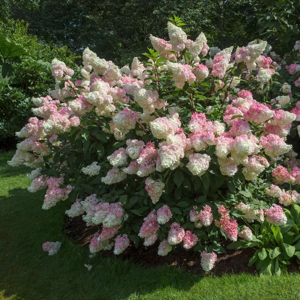 Vanilla Strawberryâ„¢ Hydrangea Shrub - Image 2