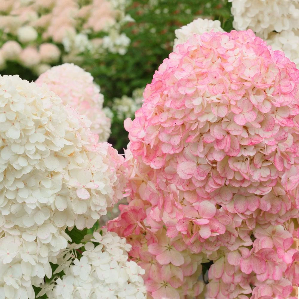 Vanilla Strawberryâ„¢ Hydrangea Shrub - Image 3