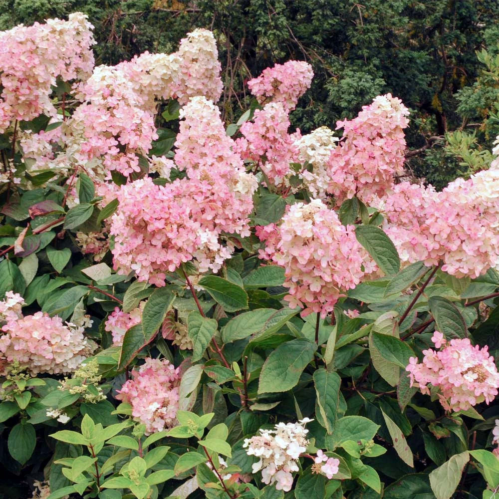 Vanilla Strawberryâ„¢ Hydrangea Shrub - Image 4