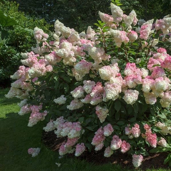 Vanilla Strawberryâ„¢ Hydrangea Shrub