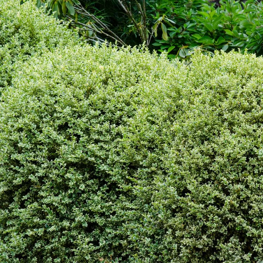 Variegated Boxwood Shrub - Image 3