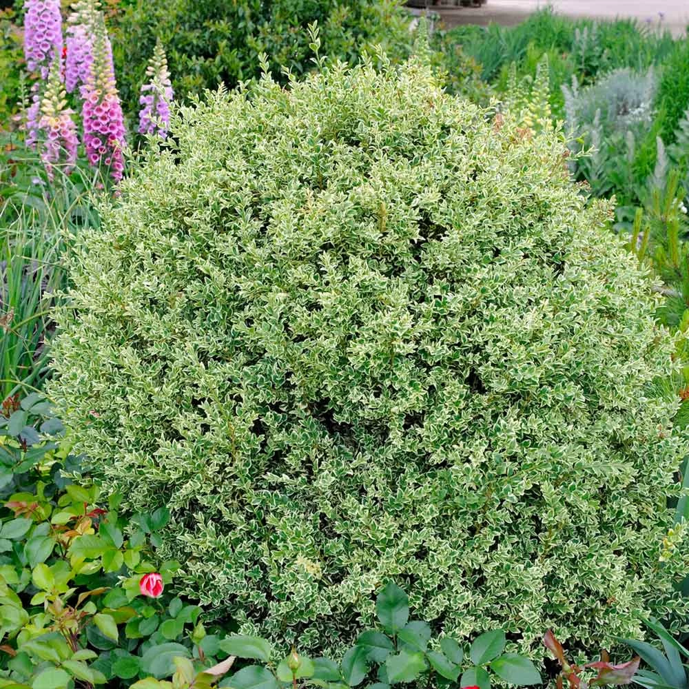 Variegated Boxwood Shrub - Image 2