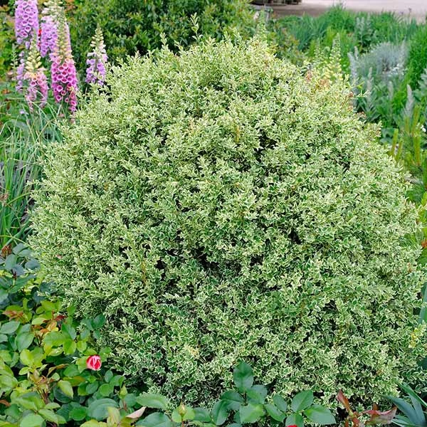 Variegated Boxwood Shrub