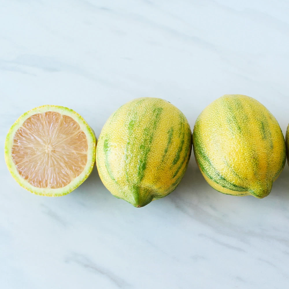 Pink Variegated Eureka Lemon Bush - Image 3